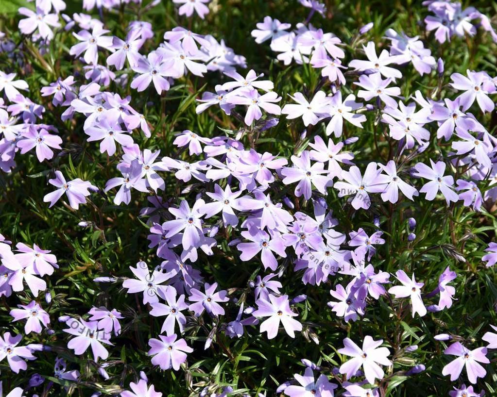 Phlox subulata 'Emerald Cushion Blue'