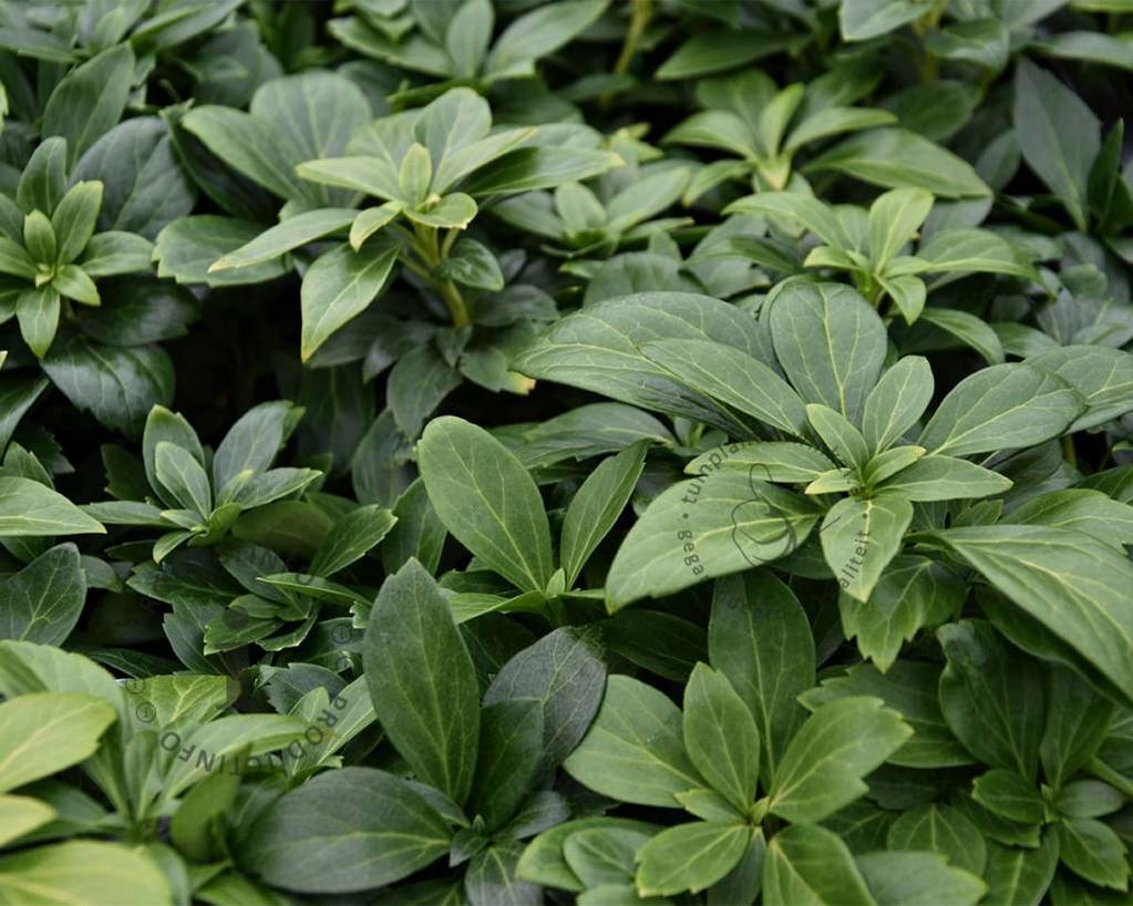 Pachysandra terminalis 'Green Carpet'