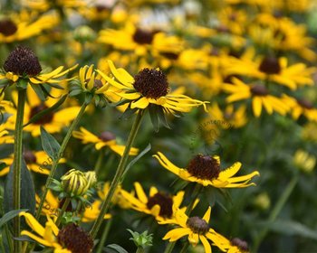 Rudbeckia fulgida 'Little Goldstar'