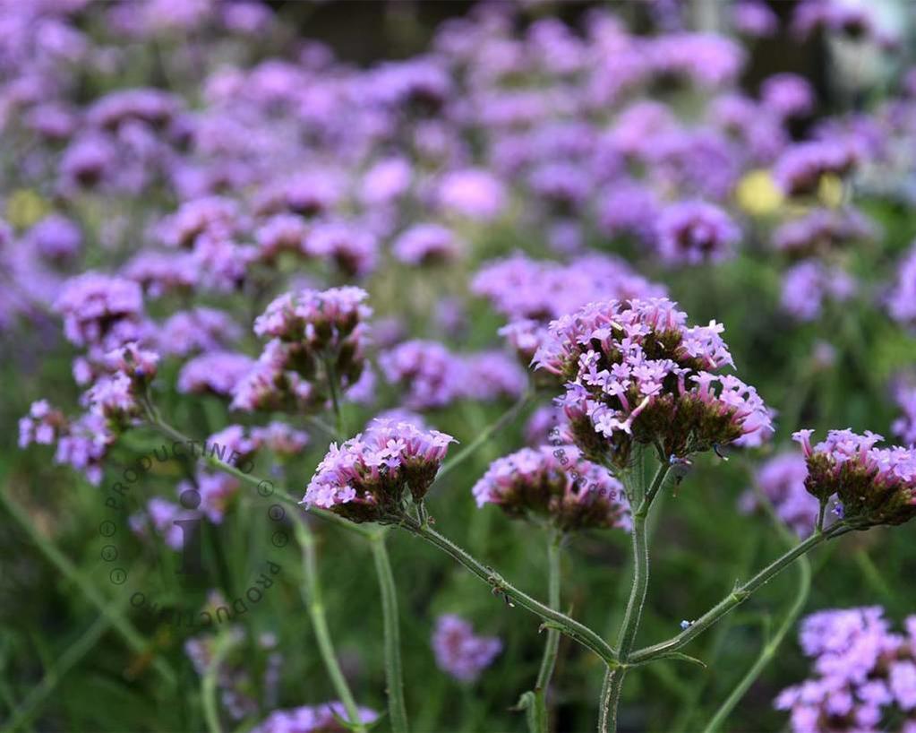 Verbena bonariensis 'Lollipop'