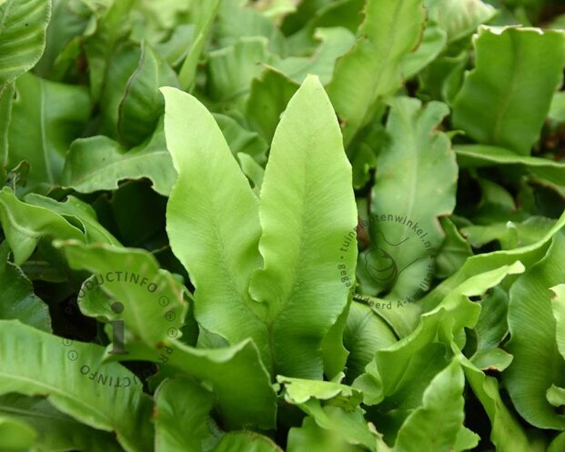Asplenium scolopendrium