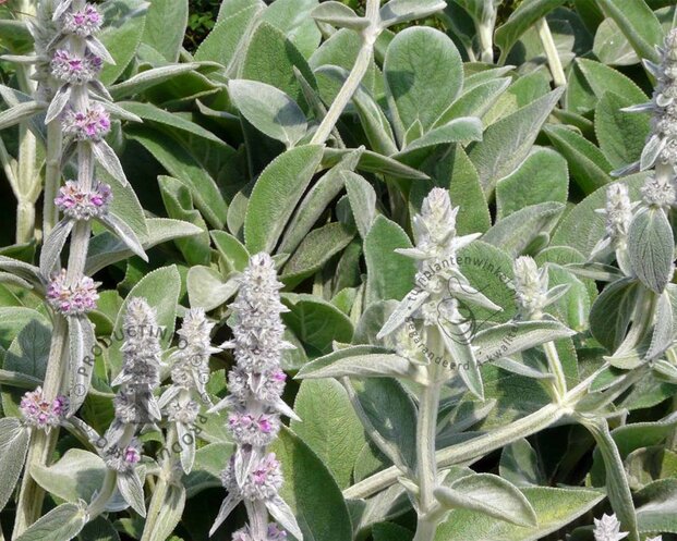 Stachys byzantina 'Silver Carpet'
