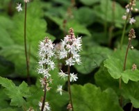 Tiarella wherryi