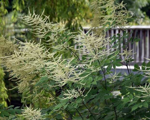 Aruncus dioicus