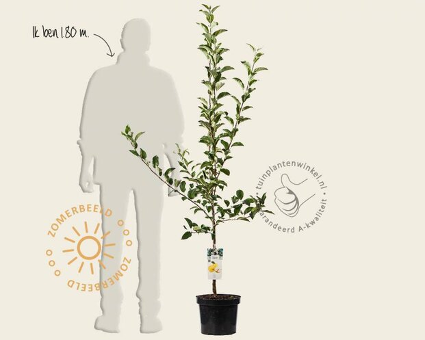 Malus domestica 'Golden Delicious' - laagstam