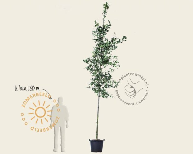 Quercus robur