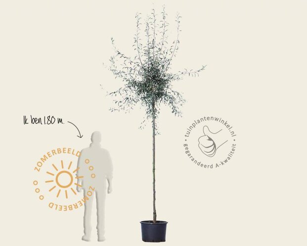 Pyrus salicifolia 'Pendula' - op stam