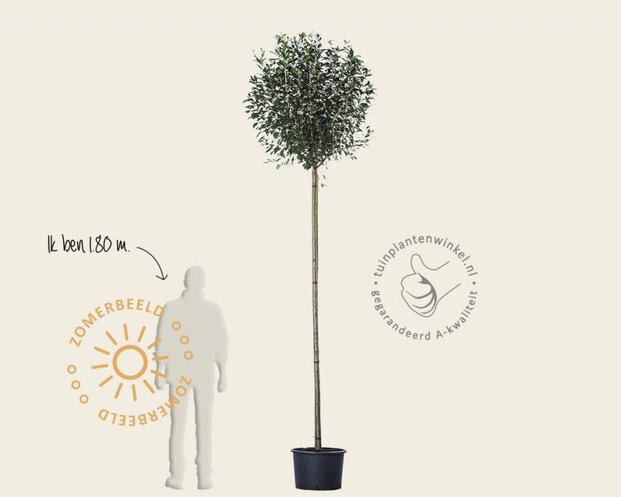 Prunus eminens 'Umbraculifera' - 200 cm stam