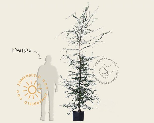 Nothofagus antarctica - beveerd