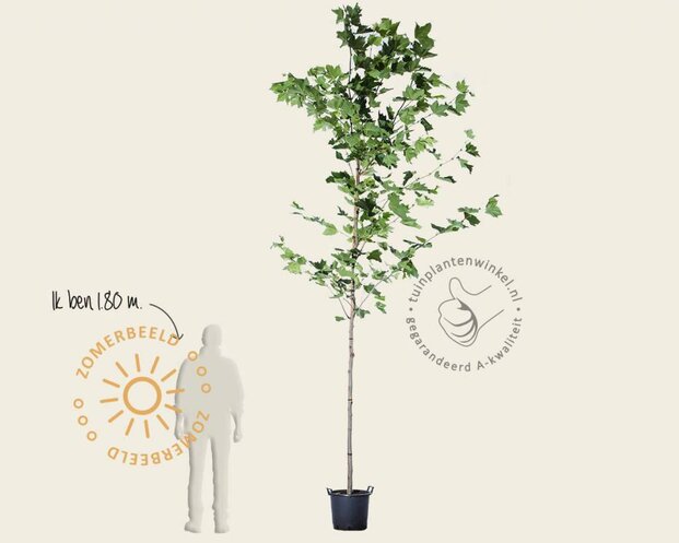 Platanus hispanica
