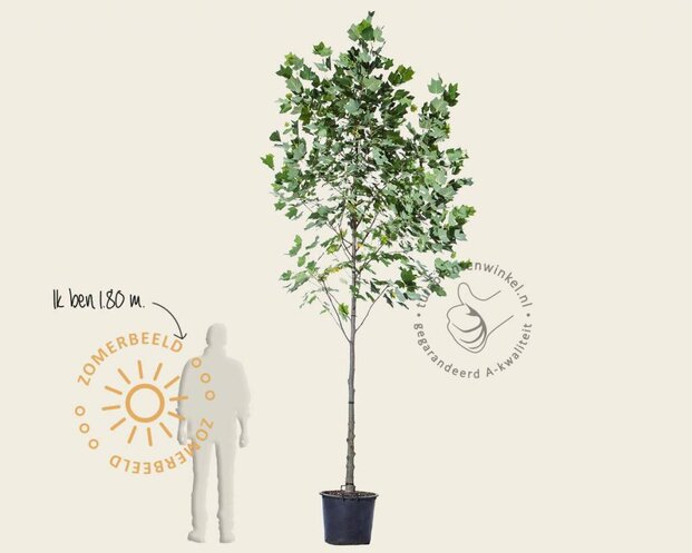 Liriodendron tulipifera