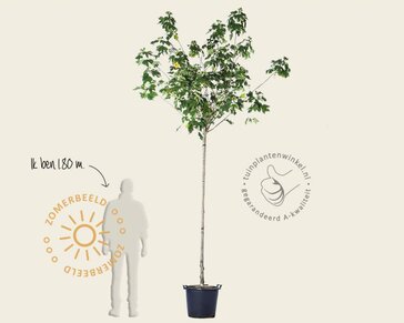 Hibiscus x 'Resi' - 180 cm stam