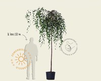 Betula pendula 'Youngii' - 225 cm stam