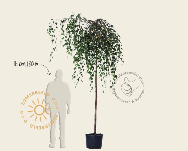 Betula pendula 'Youngii' - 225 cm stam