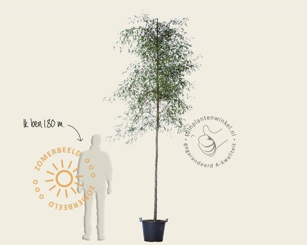 Alnus glutinosa 'Imperialis'