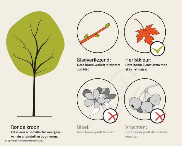 Parrotia persica - hoogstam