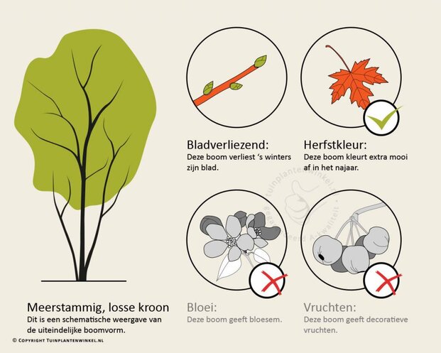 Parrotia persica - beveerd
