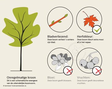 Ginkgo biloba