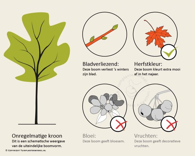 Ginkgo biloba
