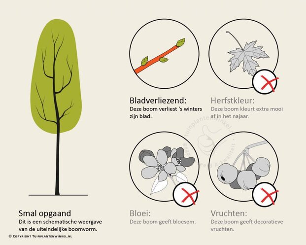 Betula pendula