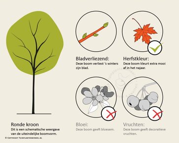 Cercidiphyllum japonicum - hoogstam