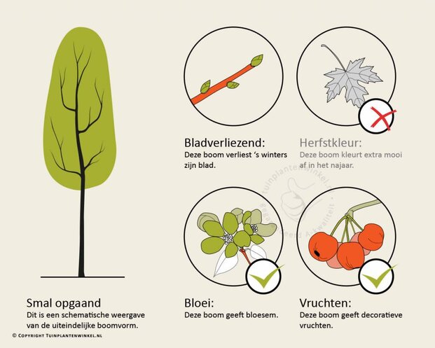 Sorbus aucuparia