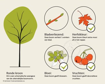 Sorbus 'Dodong'