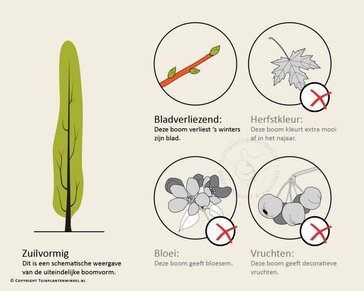Ulmus x hollandica 'Wredei' - beveerd