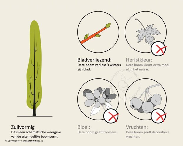 Ulmus x hollandica 'Wredei' - beveerd