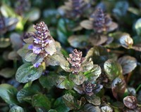 Ajuga reptans 'Atropurpurea'