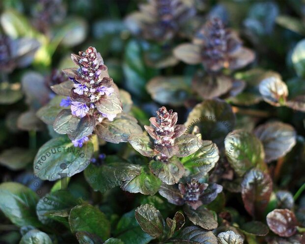 Ajuga reptans 'Atropurpurea'