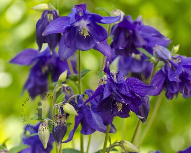 Aquilegia vulgaris