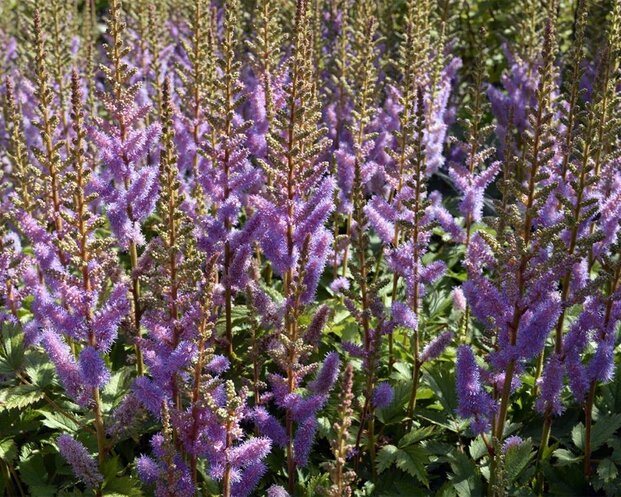 Astilbe chinensis 'Pumila'