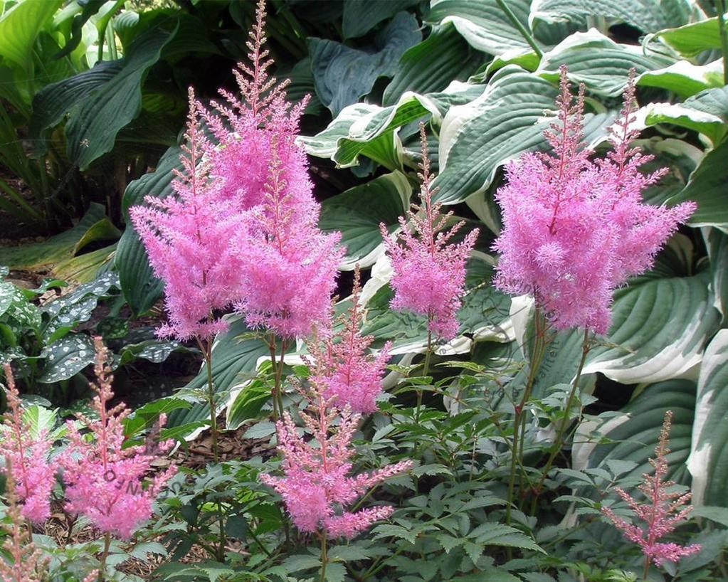 Astilbe japonica 'Rheinland'