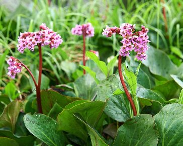 Bergenia cordifolia