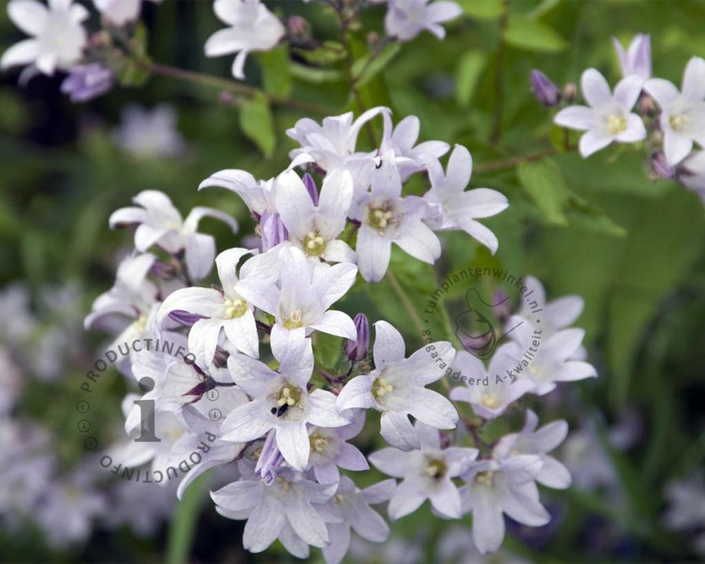 Campanula lactiflora 'Loddon Anna'