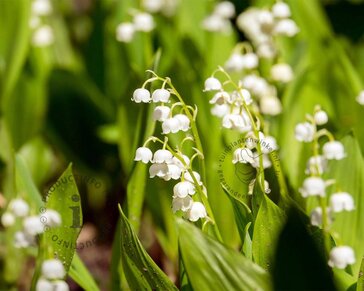 Convallaria majalis