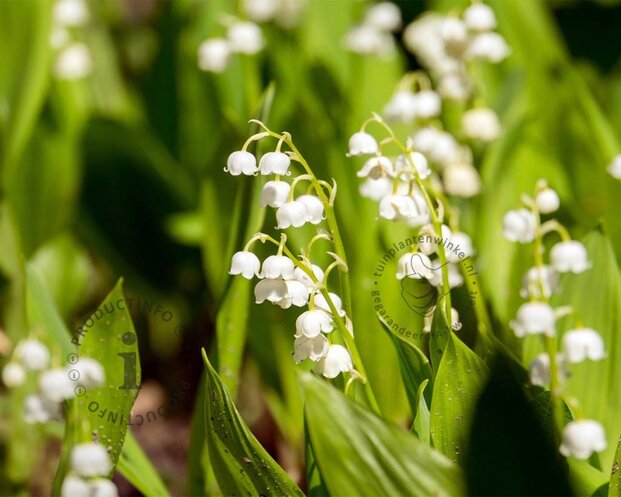 Convallaria majalis