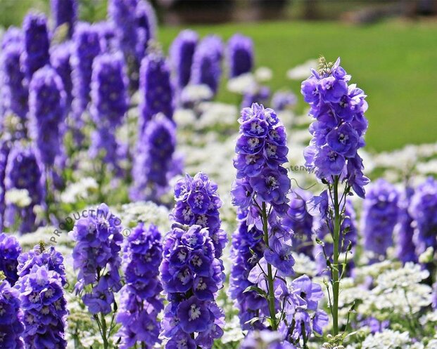 Delphinium pacific 'Blue Bird'