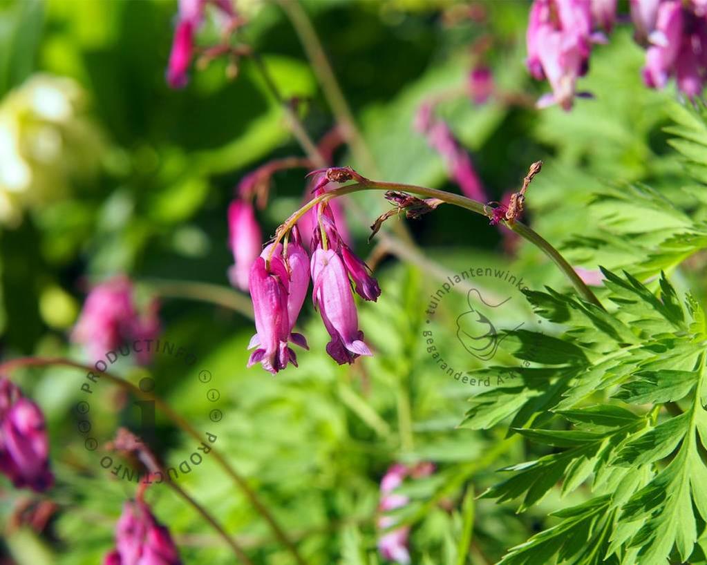 Dicentra formosa 'Luxuriant'