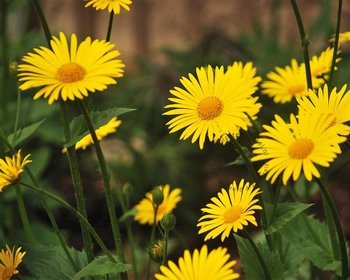 Doronicum orientale