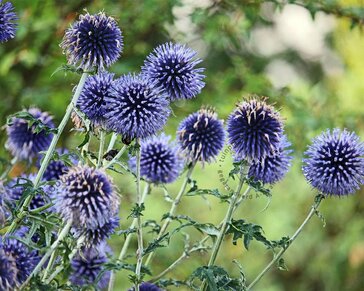 Echinops bannaticus 'Taplow Blue'
