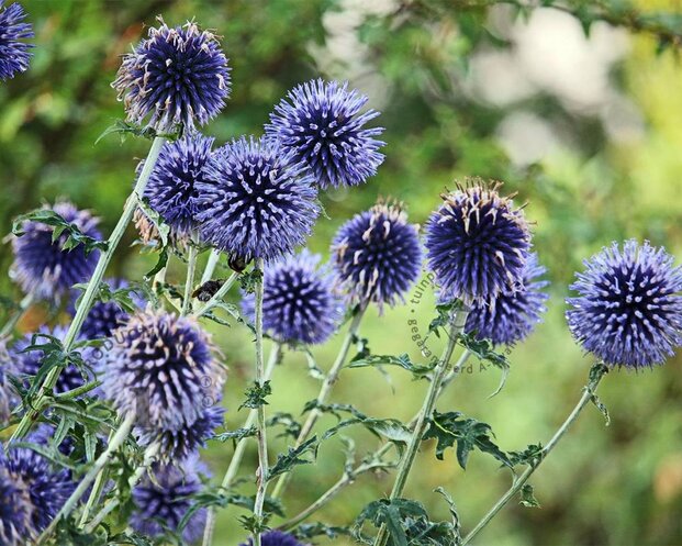 Echinops bannaticus 'Taplow Blue'