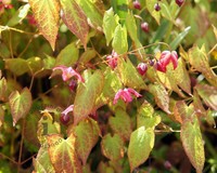 Epimedium rubrum