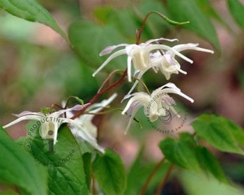 Epimedium youngianum 'Niveum'