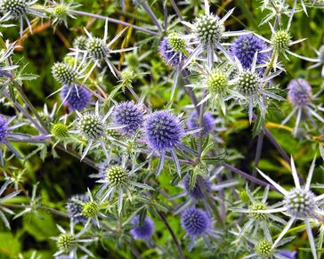 Eryngium planum