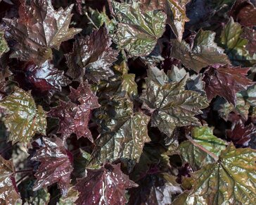 Heuchera micrantha 'Palace Purple'