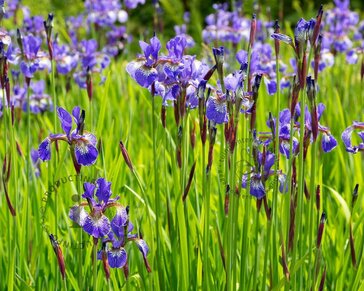 Iris sibirica 'Blue King'