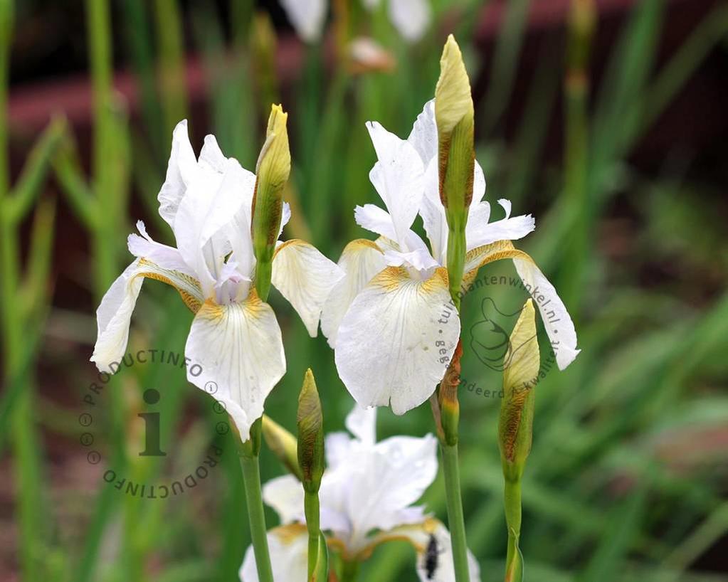 Iris sibirica 'Snow Queen'