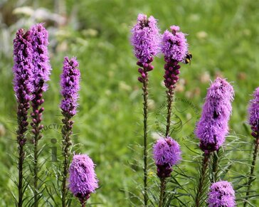 Liatris spicata 'Kobold'